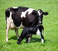 تحقیق درمورد استفاده از ارزيابي مدفوع  براي كمك  به تغذيه ي گاوهاي شيرده
